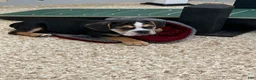 Beabull dogs for sale: Stella - Ad 3