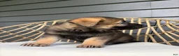 German Shepherd dogs for sale: Duke - Ad 3