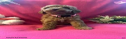 Cockapoo dogs for sale: Shylow - Ad 3
