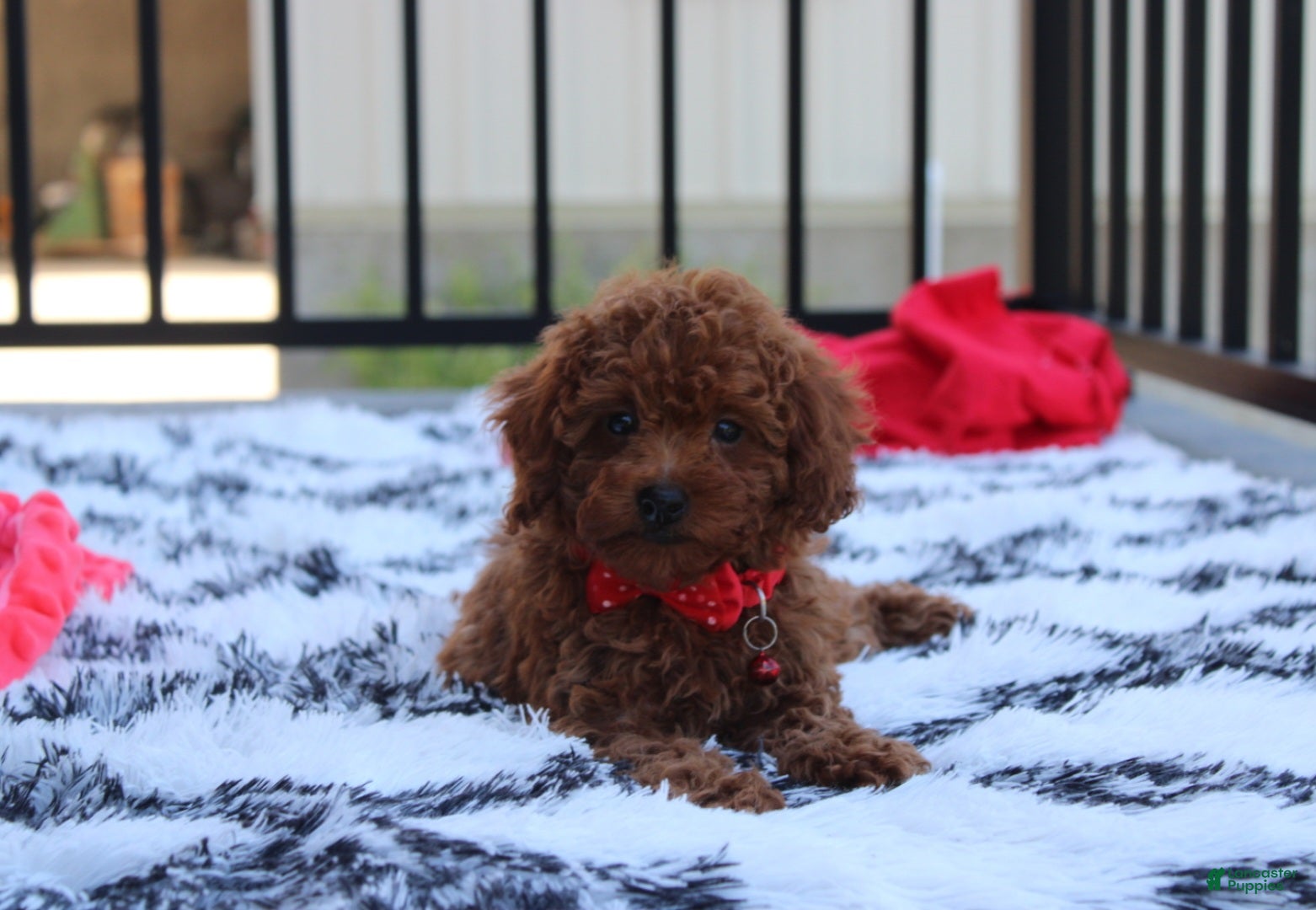 Toy Poodle dogs Toy PoodleKoda 1 - Ad 1