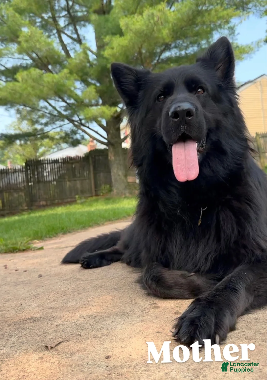 German Shepherd dogs for sale: Stormi - Ad 11