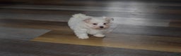 Maltese dogs for sale: Snowflake - Ad 6