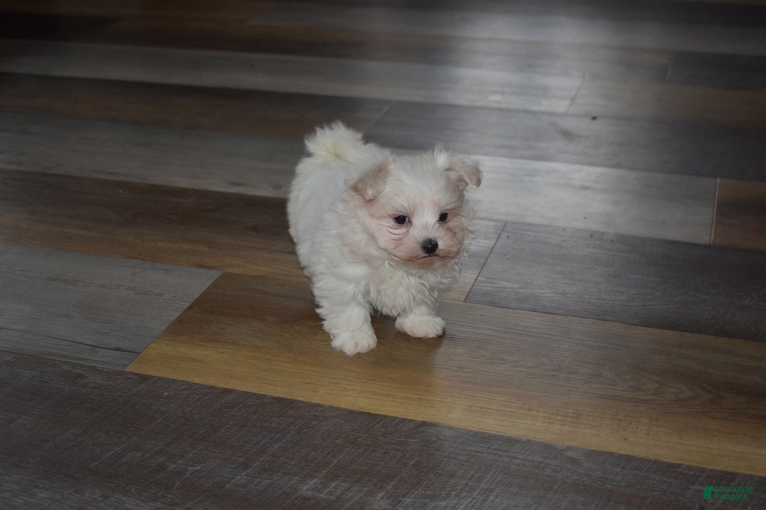 Maltese dogs for sale: Snowflake - Ad 6