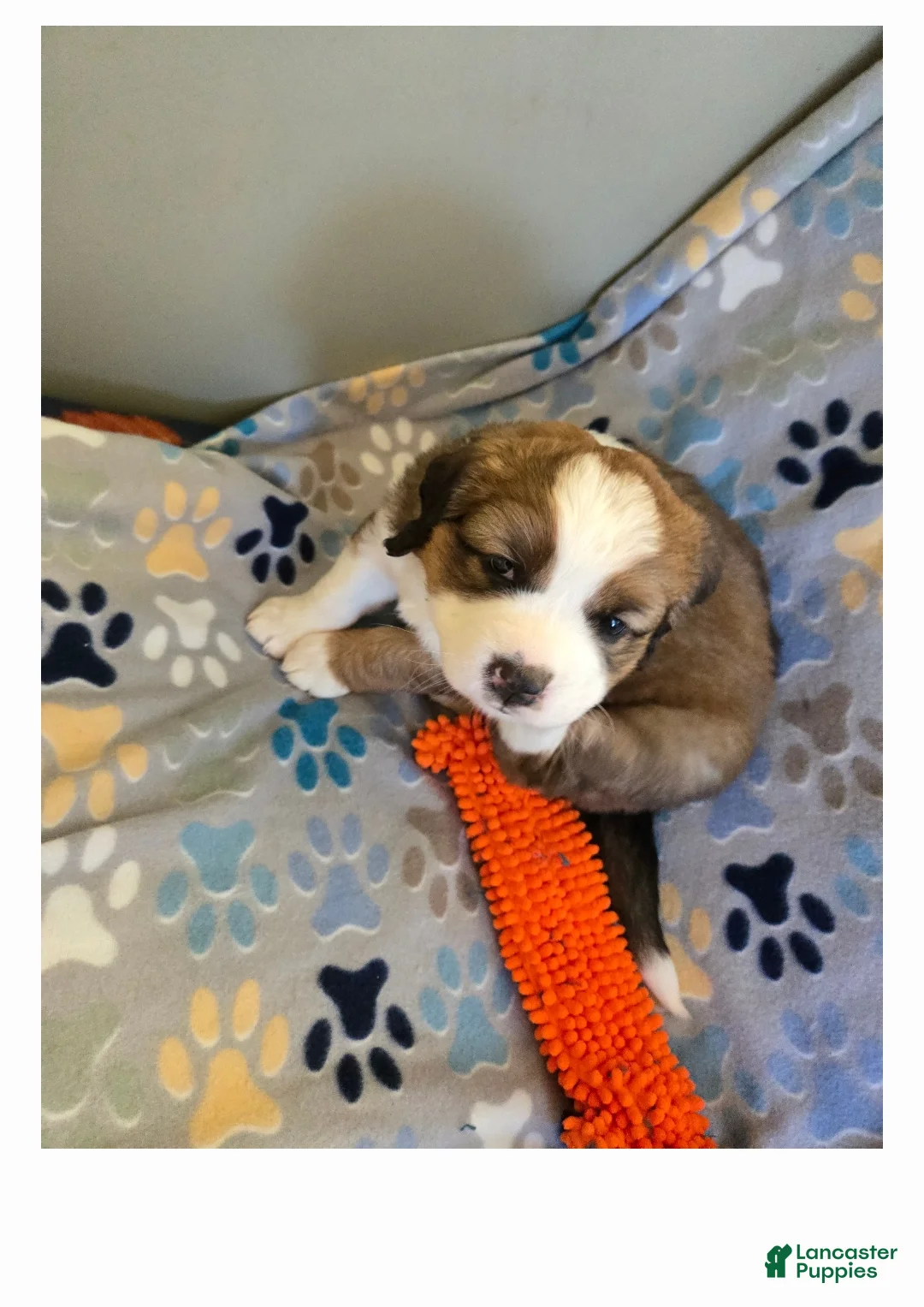 Mixed Breed dogs for sale: Princess - Ad 10