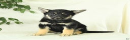 Gerberian Shepsky dogs for sale: Moonlight - Ad 5