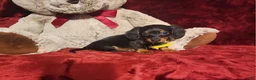 Miniature Dachshund dogs for sale: LITTLE INDY - Ad 8