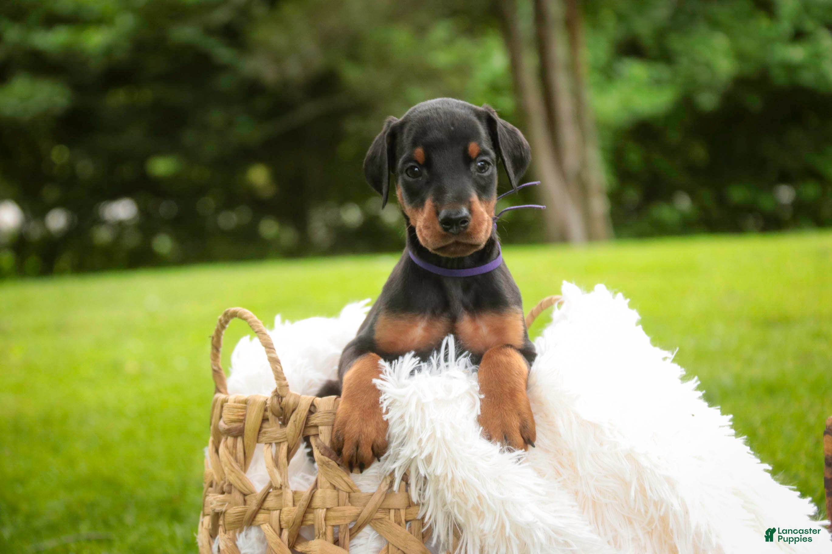 Doberman Pinscher dogs Elowen - Ad 2