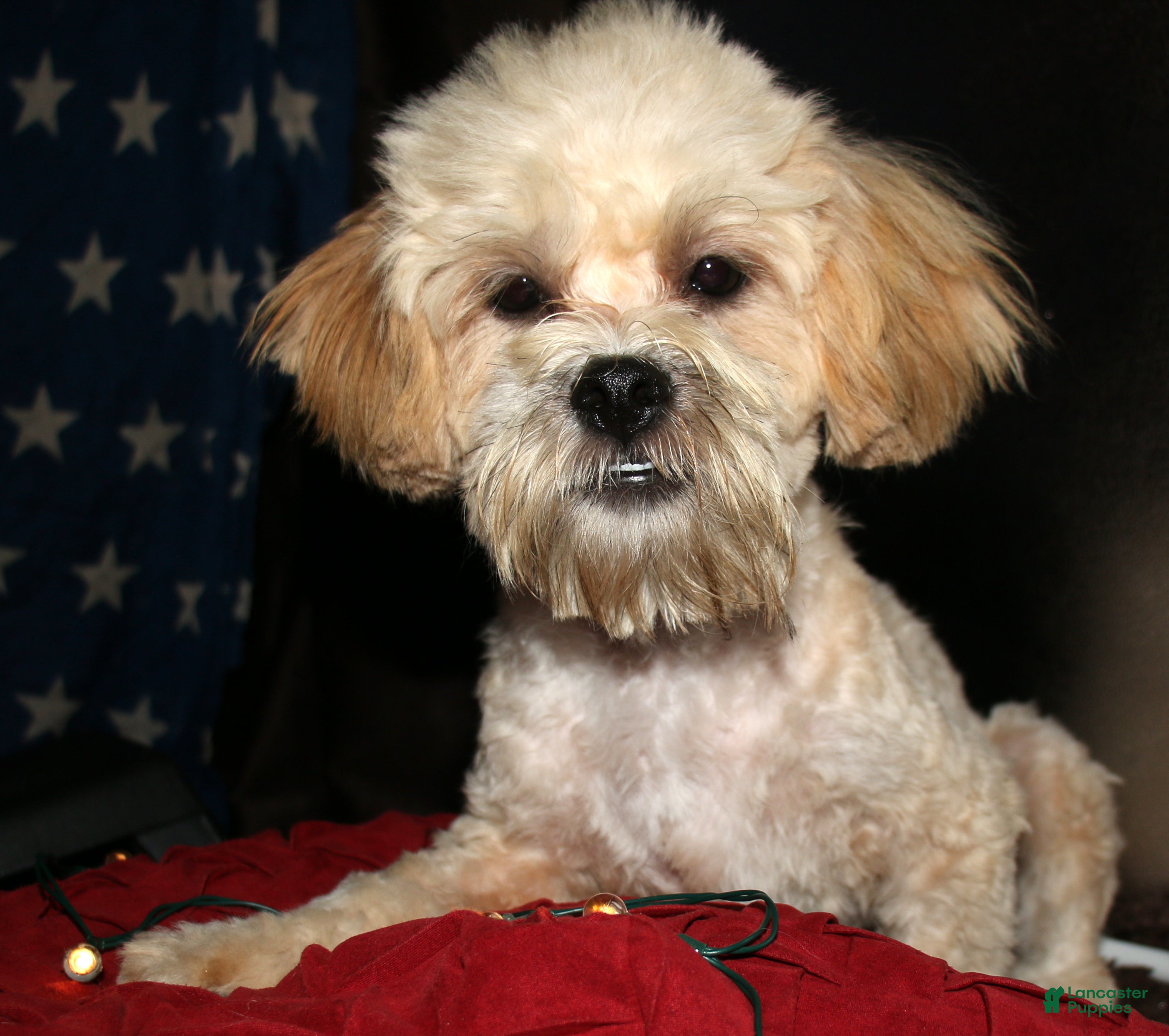 Shihpoo dogs Luke - Ad 2