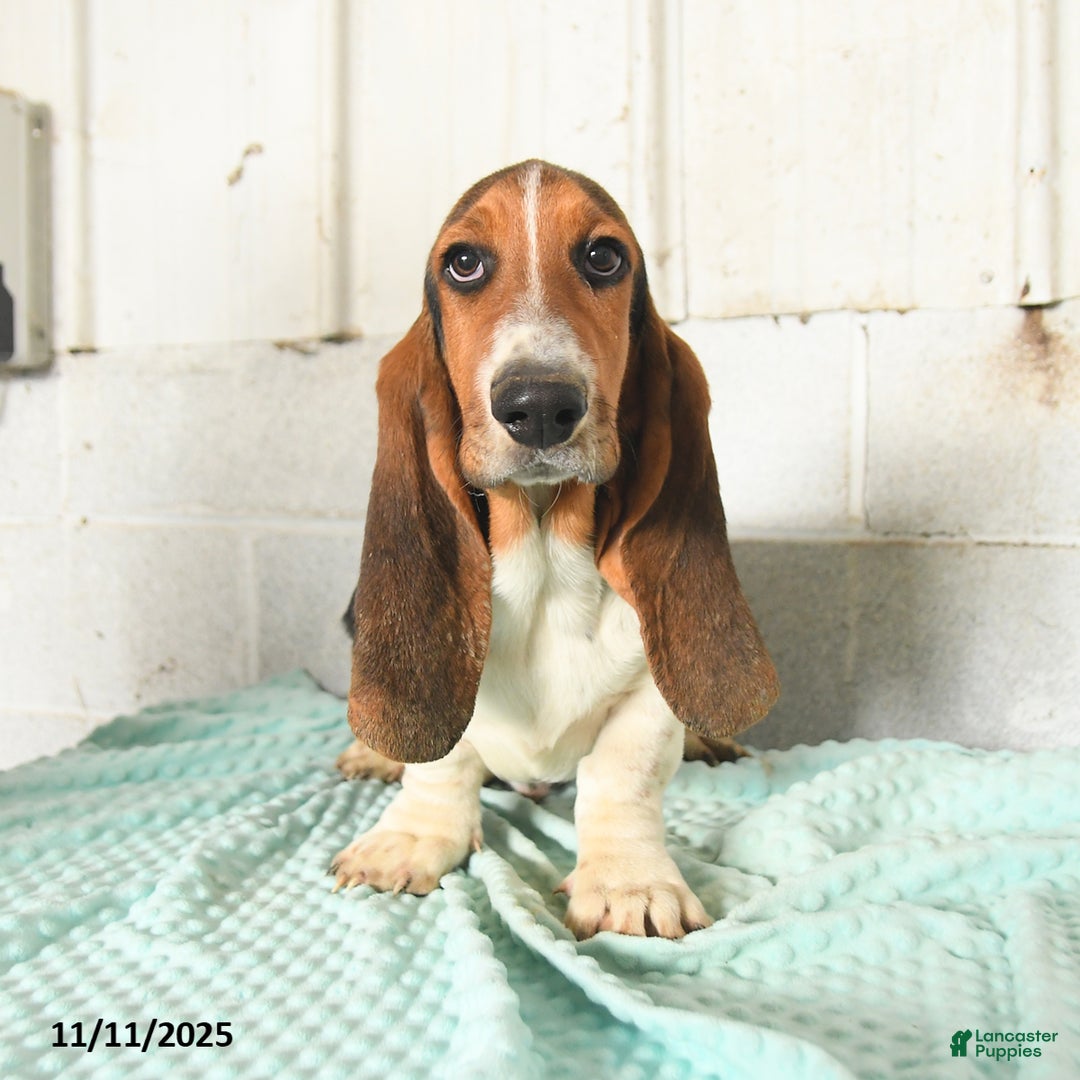 Basset Hound dogs for sale: Shadow - Ad 2
