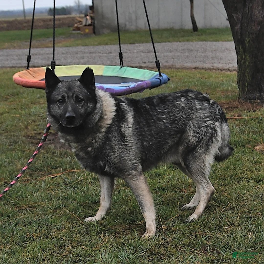 Norwegian Elkhound dogs for sale: Tonya - Ad 5