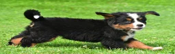 Bernese Mountain Dog dogs for sale: Nancey - Ad 11