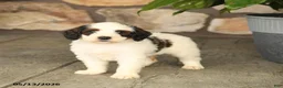 Double Doodle dogs for sale: Mocha - Ad 2