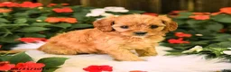 Cavapoo dogs for sale: Bella    - Ad 5