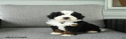 Bernedoodle dogs for sale: Serenade - Ad 4