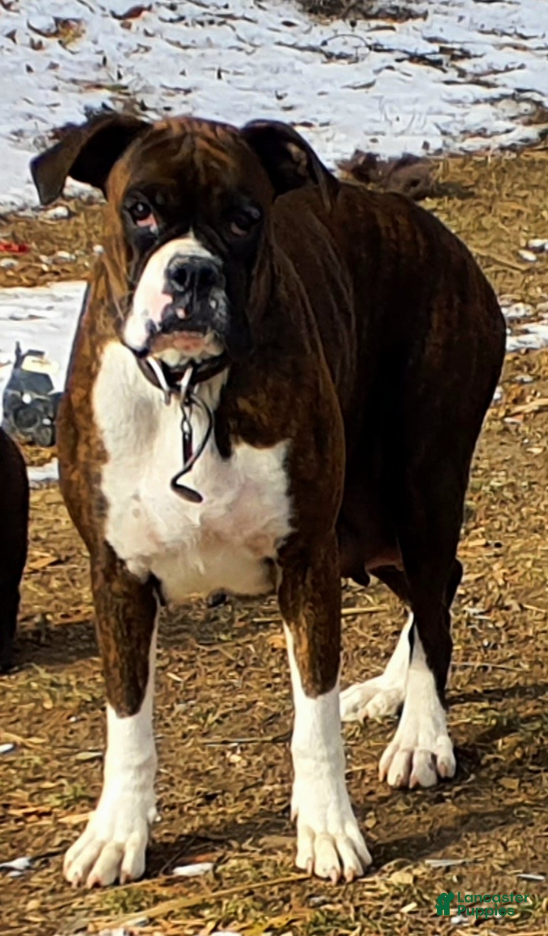 Boxer dogs for sale: Snickers  - Ad 7