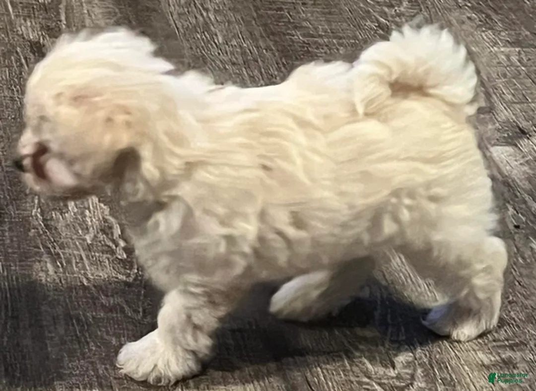 Miniature Schnauzer dogs for sale: Stevie (red collar) - Ad 10