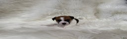 Jack Russell Terrier dogs for sale: Chloe number 1 - Ad 2