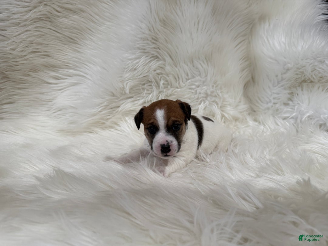 Jack Russell Terrier dogs for sale: Chloe number 1 - Ad 2