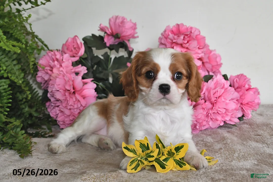 Cavalier King Charles Spaniel dogs for sale: Bingo - Ad 5