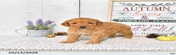 Mini Goldendoodle dogs for sale: Teddy - Ad 3