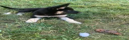 Gerberian Shepsky dogs for sale: Teddy - Ad 5