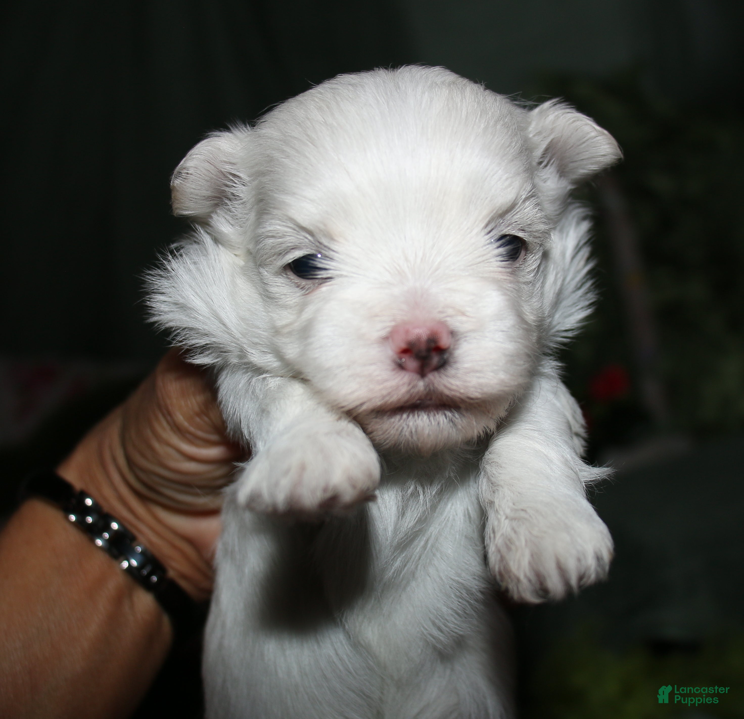 Maltese dogs for sale: Bruiser - Ad 9