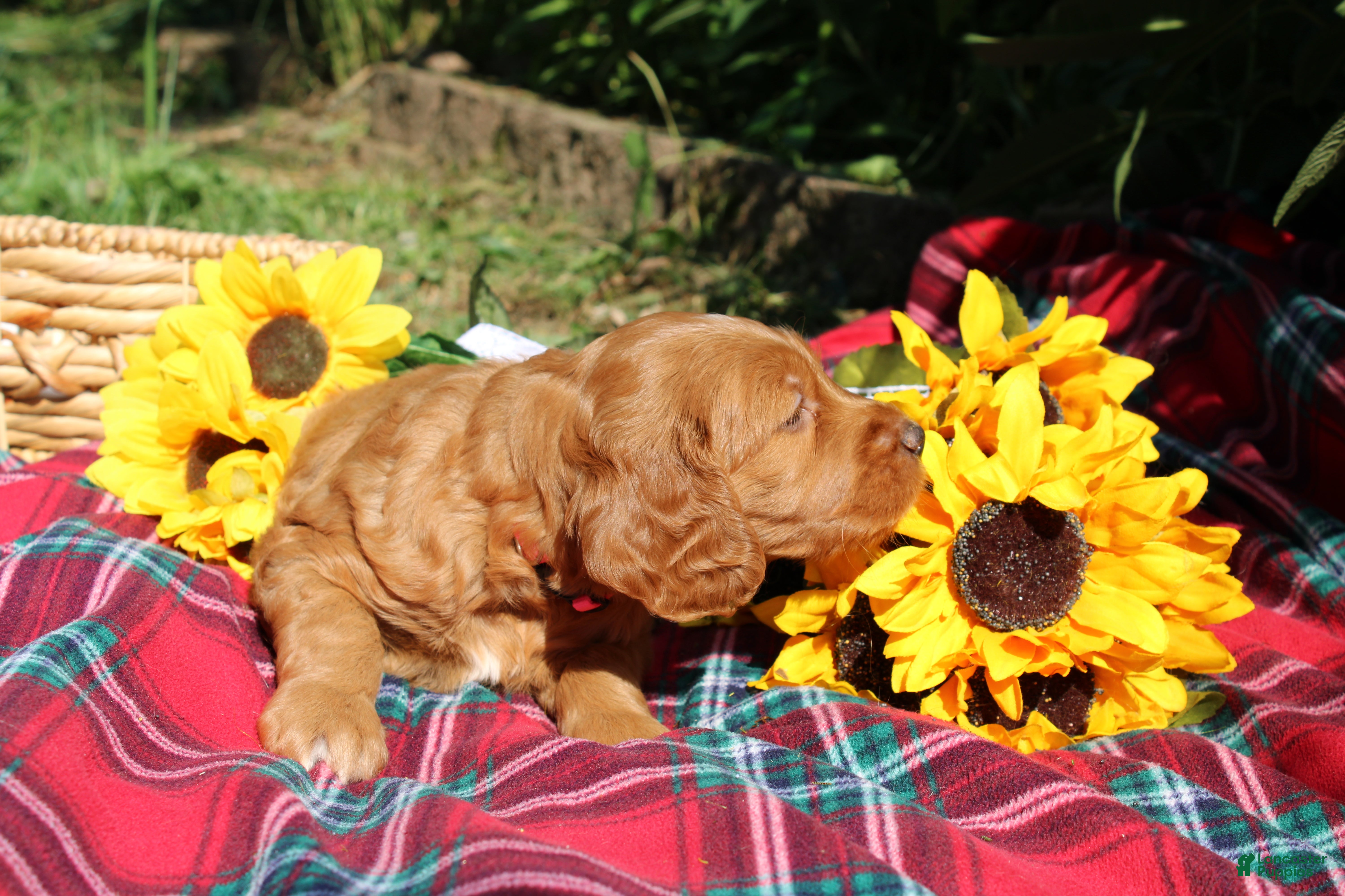 Mixed Breed dogs Posey - Irish Goldendoodle  - Ad 2