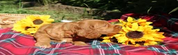 Mixed Breed dogs for sale: Posey - Irish Goldendoodle  - Ad 2