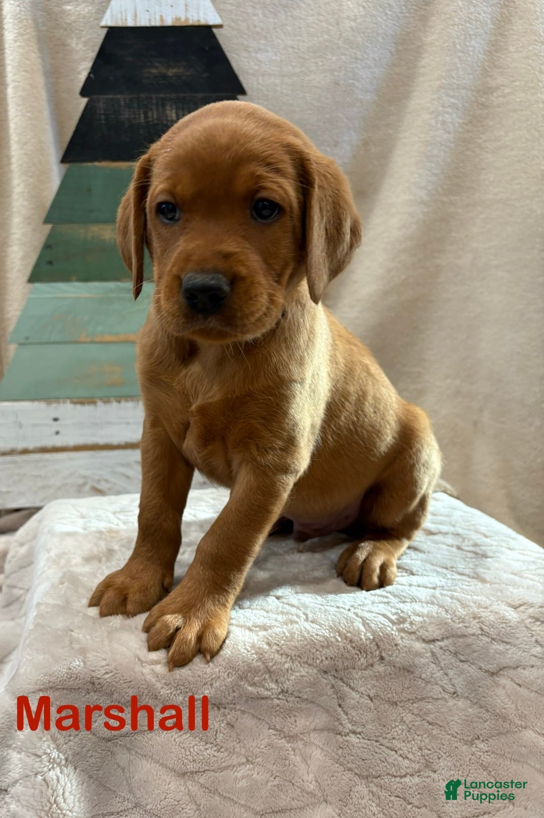 Labrador Retriever dogs for sale: Skye - Ad 5