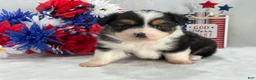 Toy Australian Shepherd dogs for sale: Caroline Female 2 - Ad 3