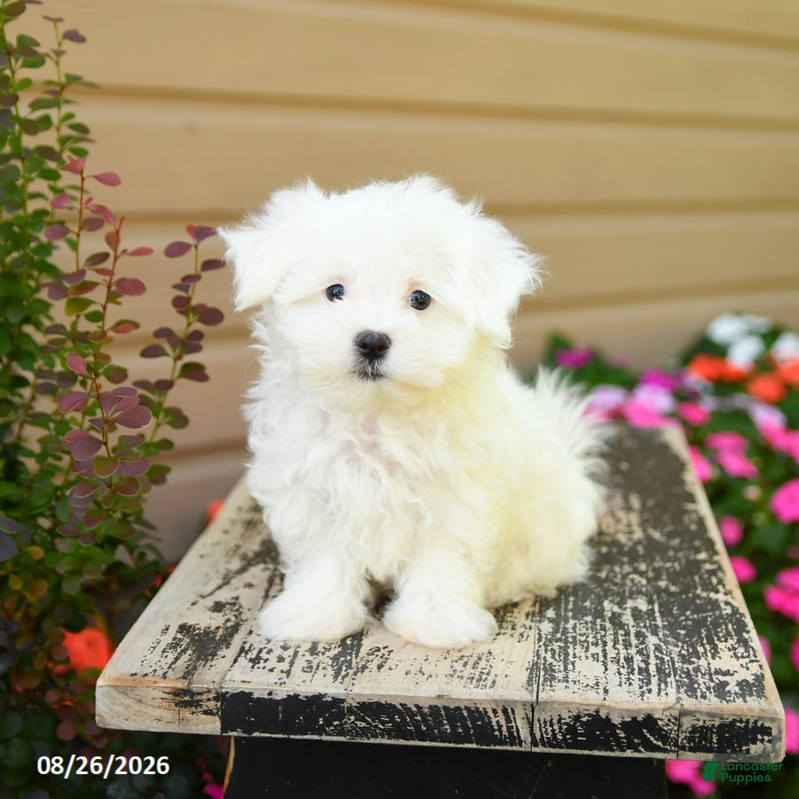 Maltese dogs Cody - Ad 1