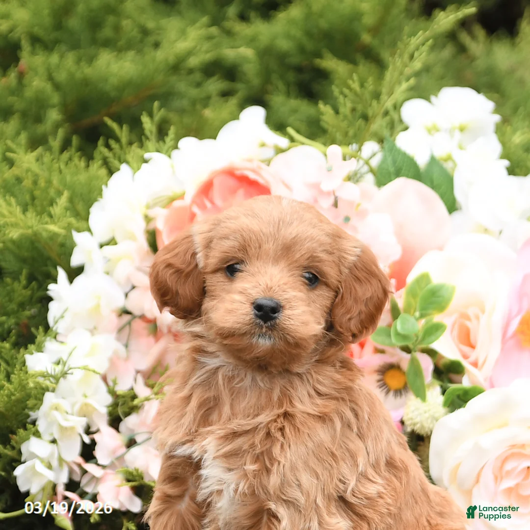 Mini Goldendoodle dogs for sale: Scarlet - Ad 5