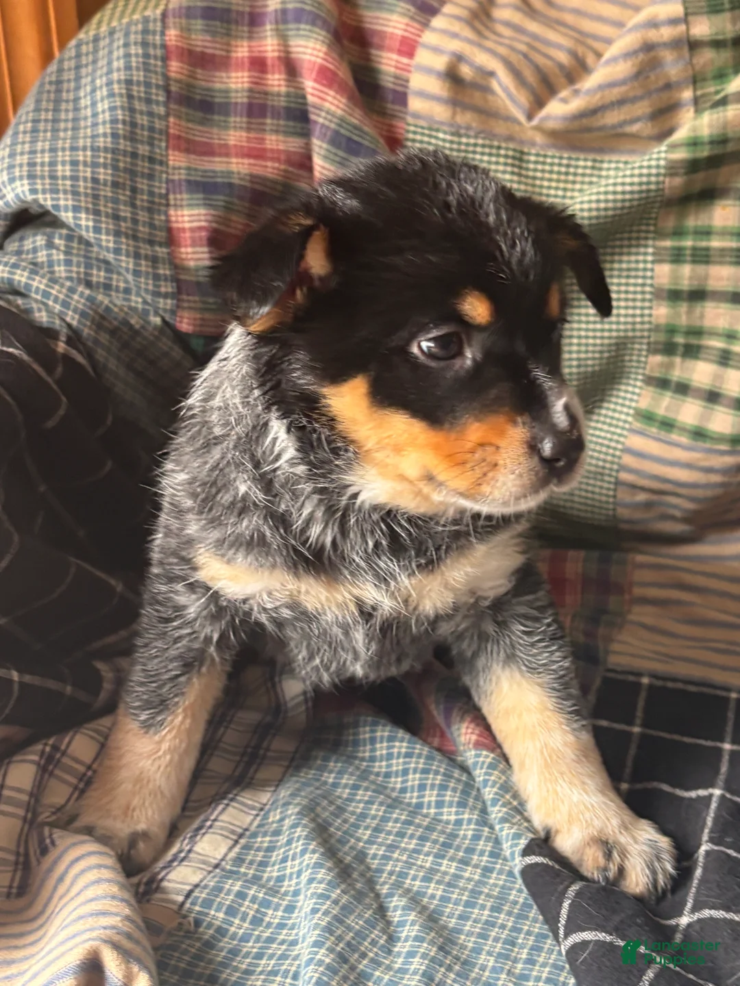 Australian Cattle Dog dogs for sale: Jigsaw - Ad 10