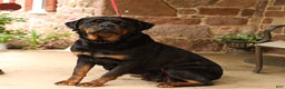 Rottweiler dogs for sale: Roy  - Ad 6
