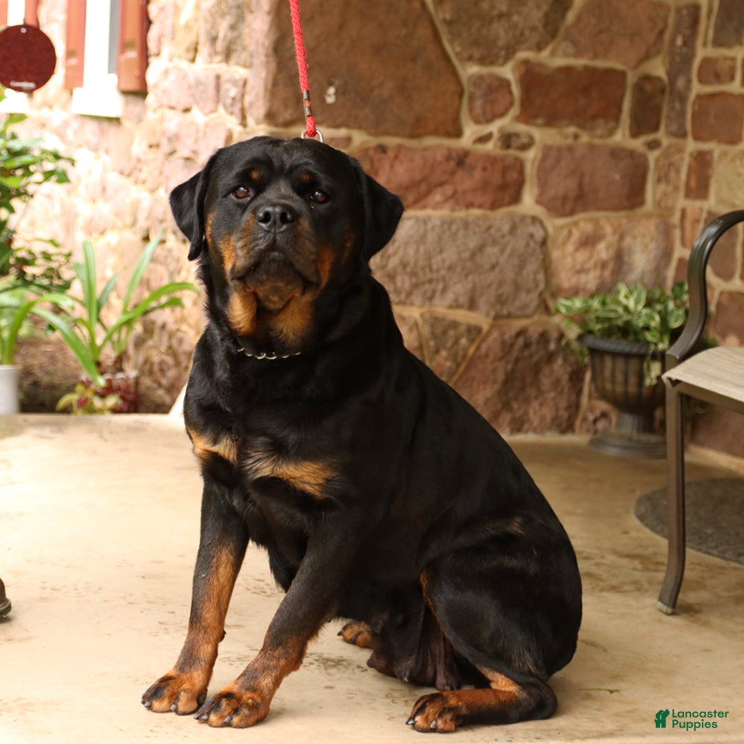 Rottweiler dogs for sale: Roy  - Ad 6