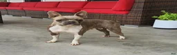 Boston Terrier dogs for sale: Leo - Ad 4