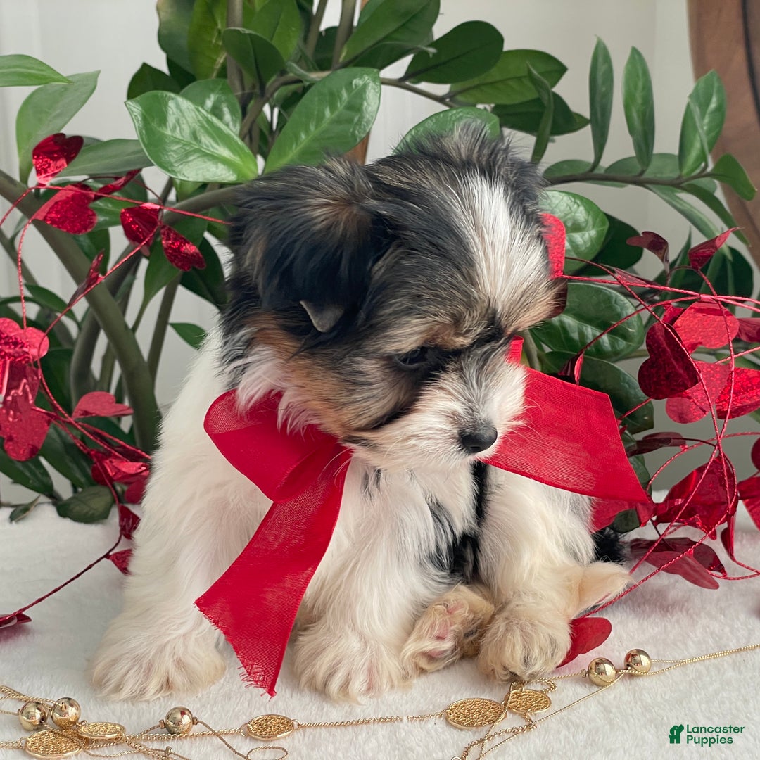 Biewer Terrier dogs for sale: Chico - Ad 6