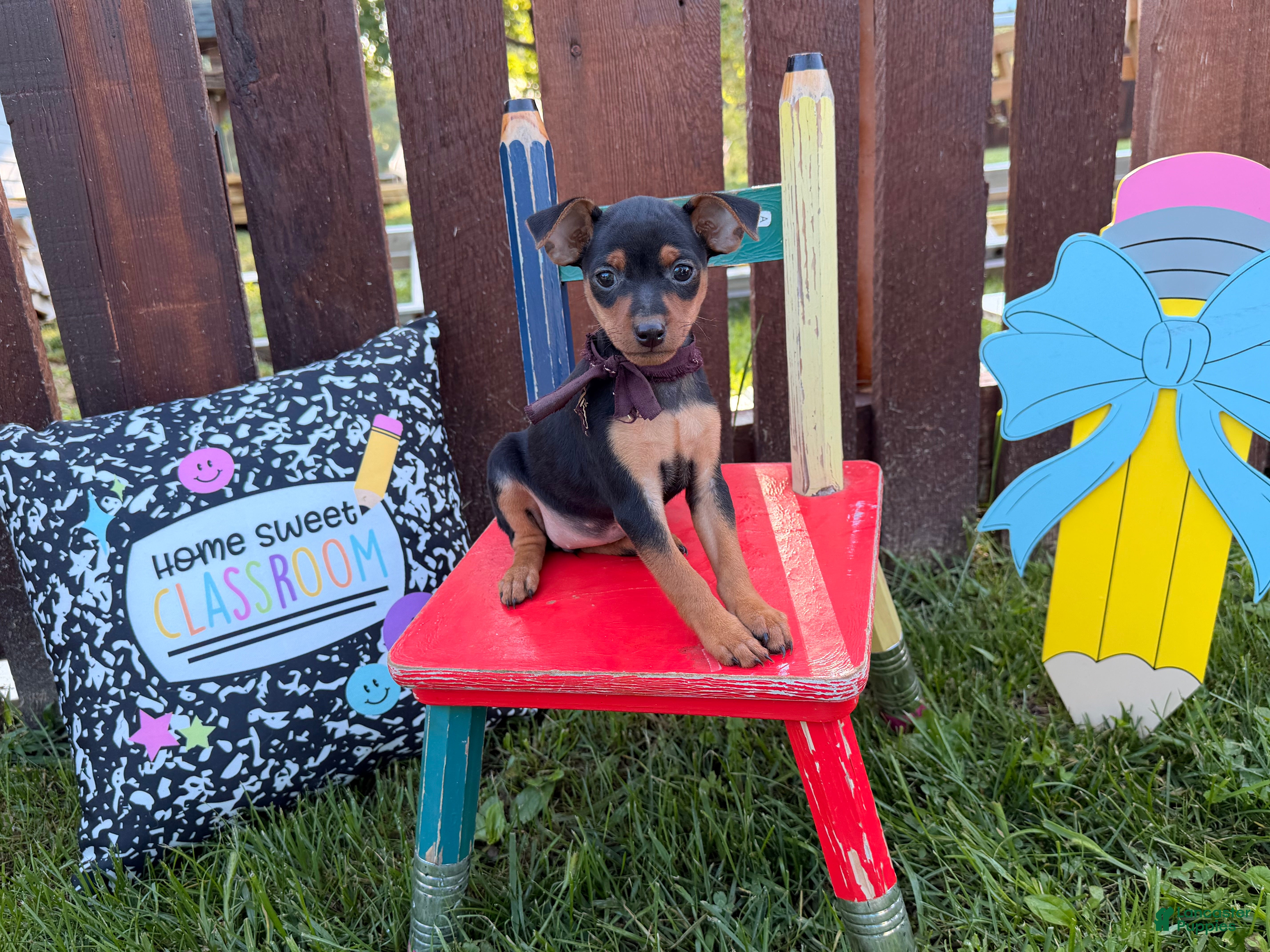 Miniature Pinscher dogs Martha  - Ad 2
