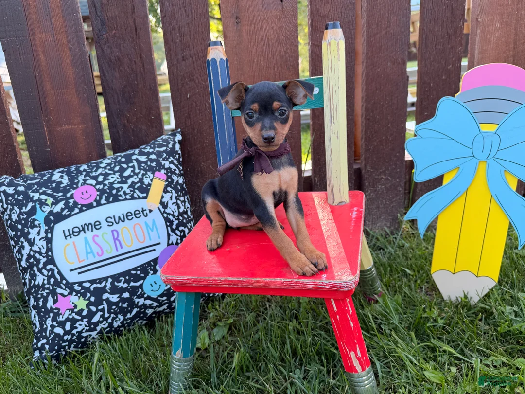 Miniature Pinscher dogs for sale: Martha  - Ad 2