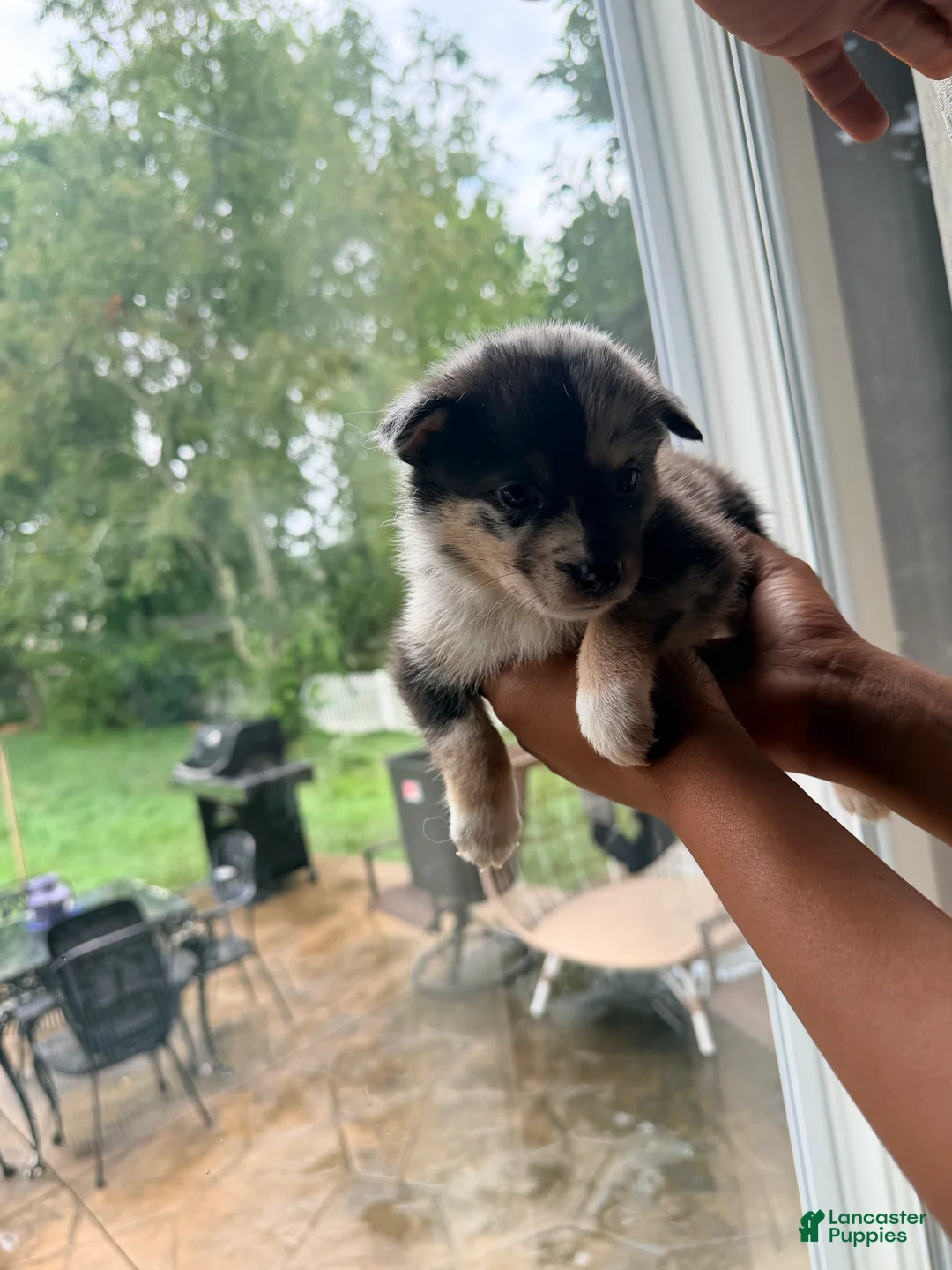 Mixed Breed dogs for sale: Brookie - Ad 2