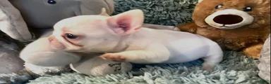 French Bulldog 5 Chia