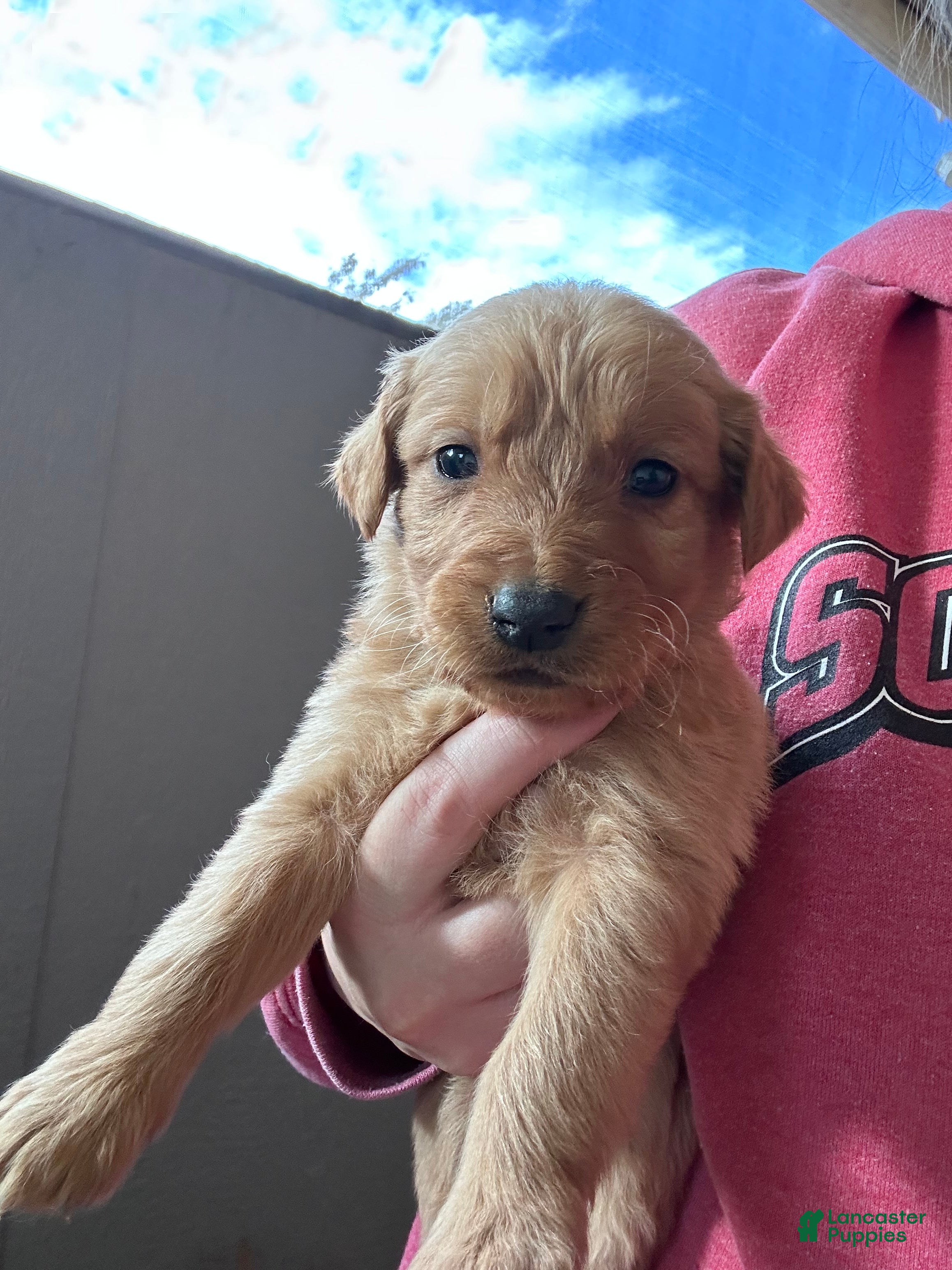 Golden Retriever dogs for sale: Max (teal) - Ad 2