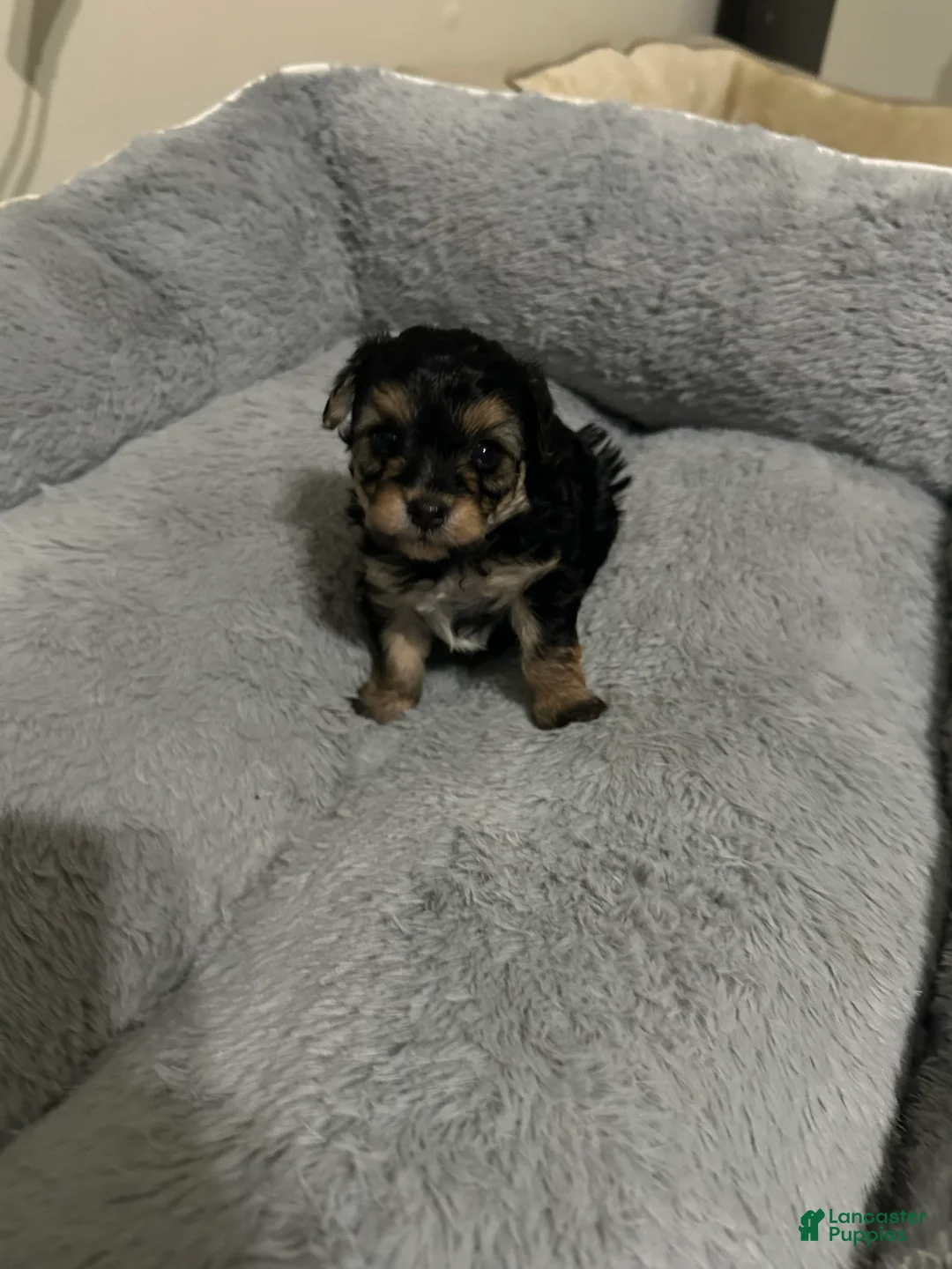 Mixed Breed dogs for sale: Mixed Breed Puppy 4 - Ad 8