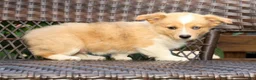 Welsh Corgi Pembroke dogs for sale: Bingo - Ad 7