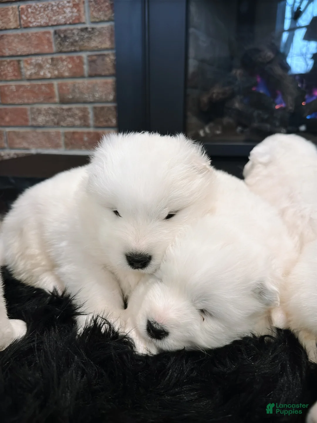 Samoyed dogs for sale: Dixie - Ad 2