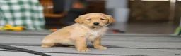 Golden Retriever dogs for sale: Cally - Ad 3