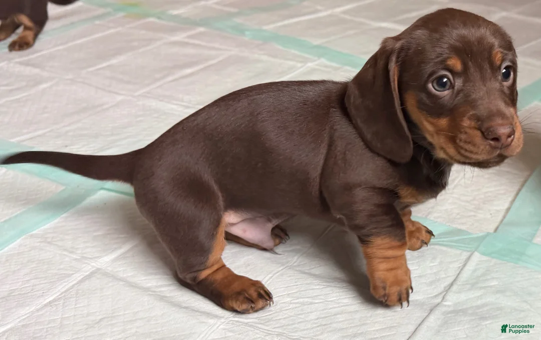Dachshund dogs for sale: Dallas - Ad 1