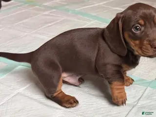 Dachshund dogs Dallas - Ad 35
