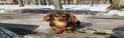 Miniature Dachshund dogs for sale: Kit Kat - Ad 6