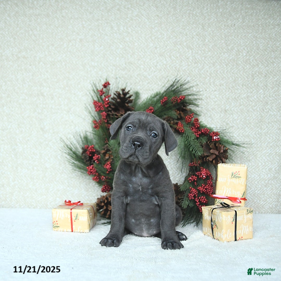Cane Corso dogs for sale: Nova - Ad 6